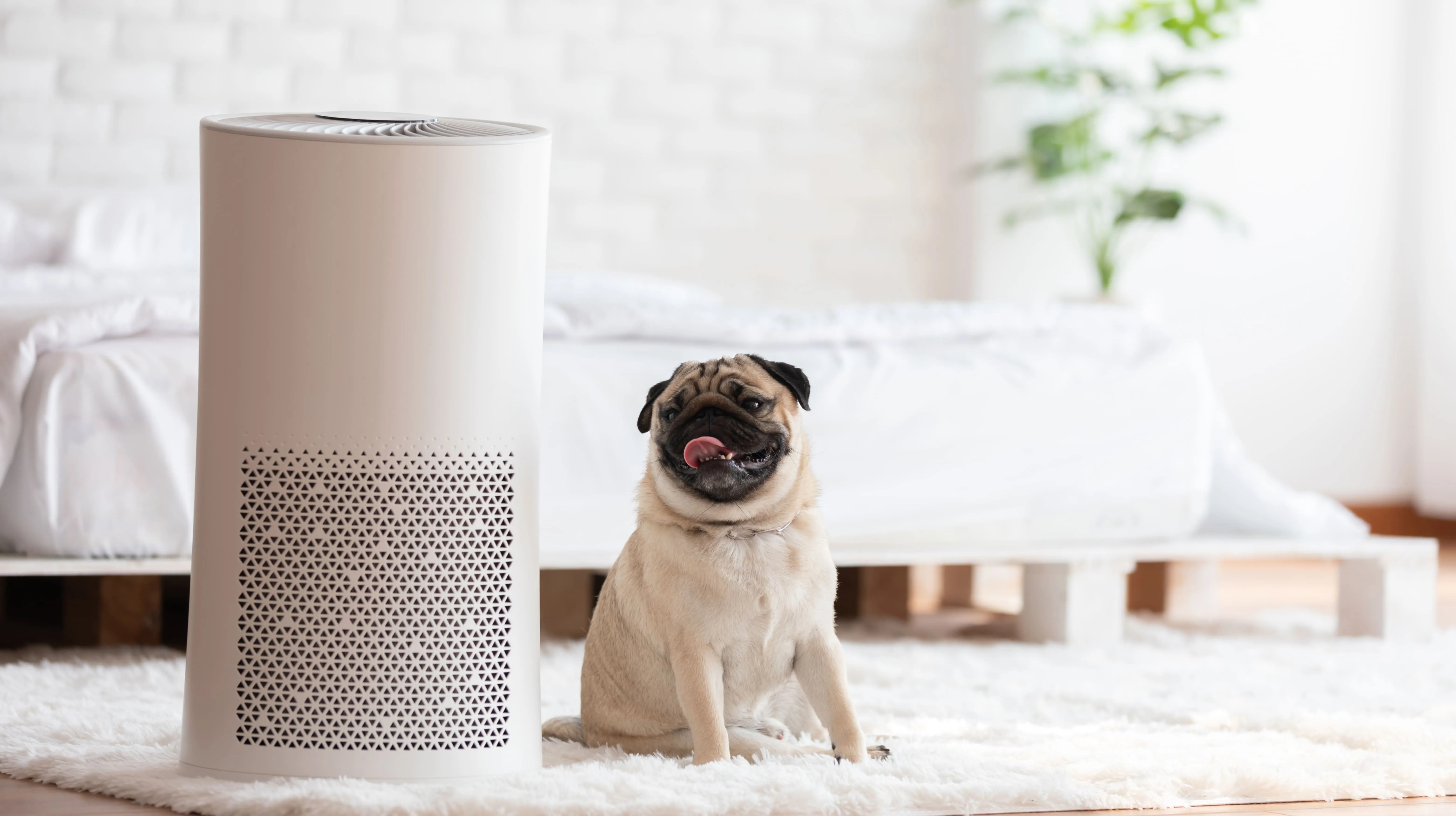 Do Air Purifiers Work on Pet Hair and Smell?